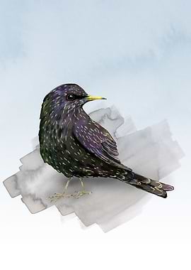 Starling