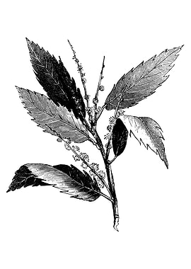 Chestnut Foliage