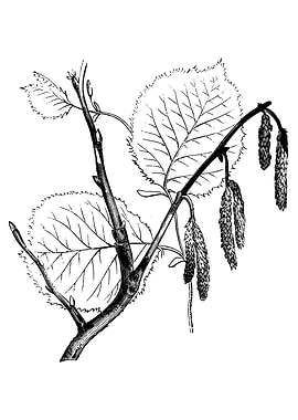Hazel Foliage
