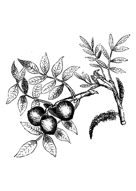 Walnut Foliage