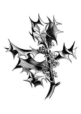 Holly Tree