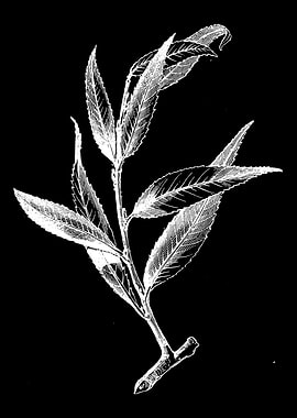 Huntingdon Willow II