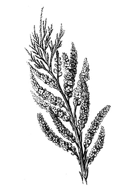 Tamarisk