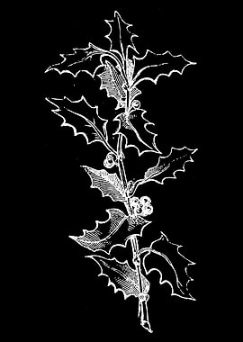 Spiked Holly Branch II