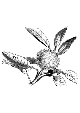 Chestnut Fruit