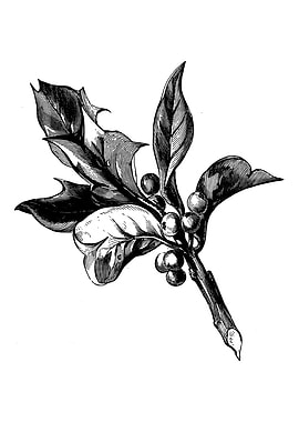 Holly Berries