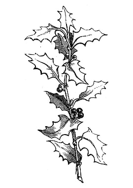 Spiked Holly Branch