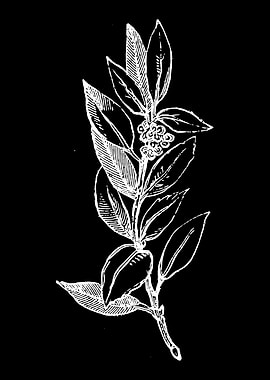 Smooth Holly Branch II