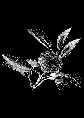 Chestnut Fruit II