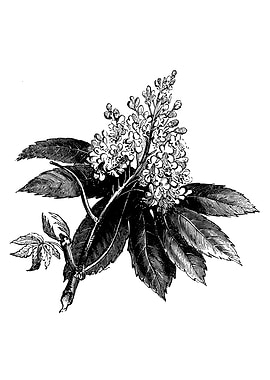 Horse Chestnut Flower II