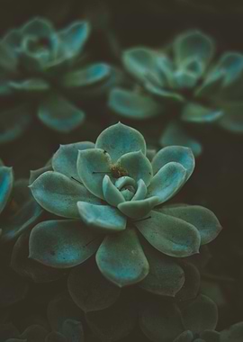 Green succulents