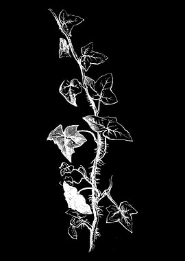 Climbing Ivy II