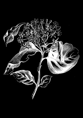 Dogwood Leaf and Flower II