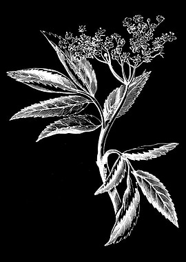 Elder Leaf and Flower II