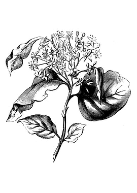 Dogwood Leaf and Flower