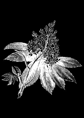 Horse Chestnut Flower II