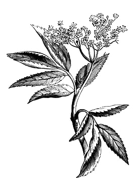 Elder Leaf and Flower