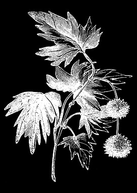 Oriental Plane Flower II