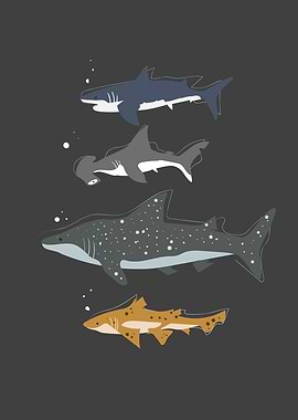 Different Shark Species