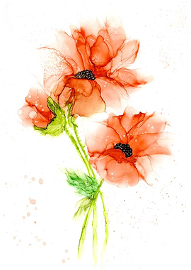 Poppies in my Garden