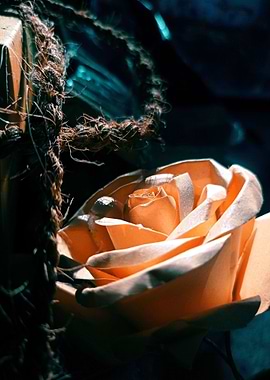 Paper Flower Photography