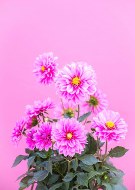 Vibrant Pink Flowers
