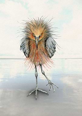 Reddish egret