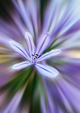 Agapanthus flower