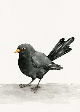 Blackbird ink drawing