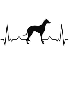 Italian Greyhound