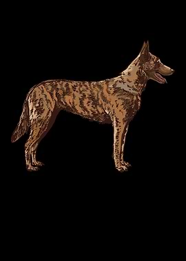 Hollandse Herder Dutch