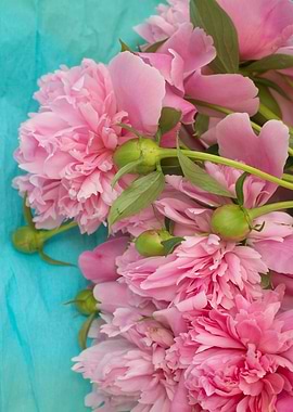 Pink summer peonies