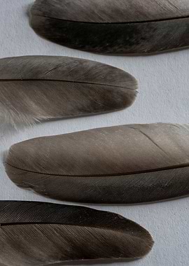Dove feathers