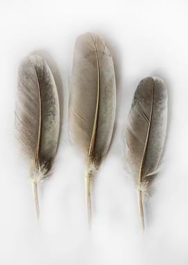 Still life with feathers