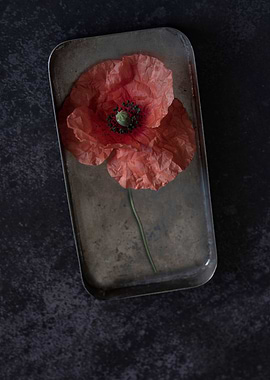 Poppy in metal case