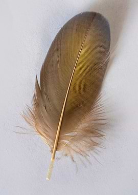 Brown parrot feather