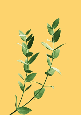 Minimal Eucalyptus Dream 3