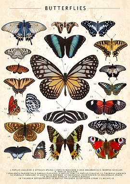 Butterfly Collection
