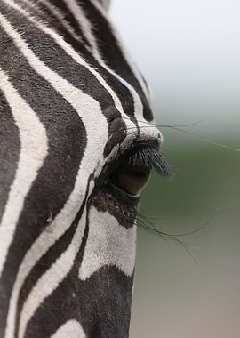 Zebra eye