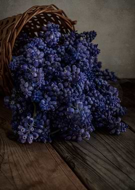 Grape hyacinths