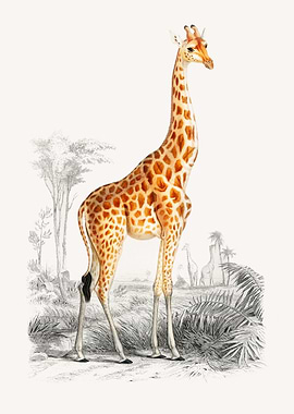 Giraffe Giraffa camelopard