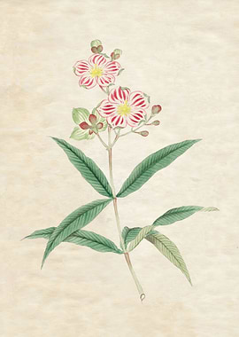 Japanese Red on White