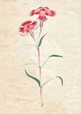 Haguma Nadeshiko June