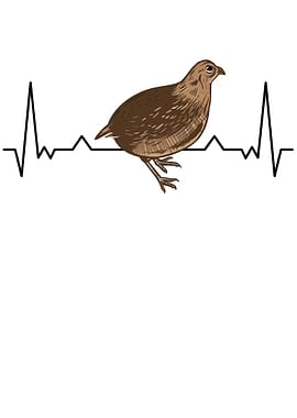 Quail Heartbeat Breeder