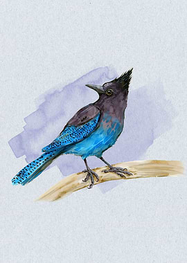 Stellers jay watercolor