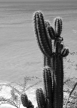 Tropical Cactus Ocean 3