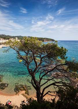 Tree And The Sea In Spain