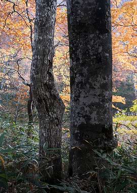 Autumn is in full swing