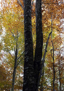 Autumn is in full swing