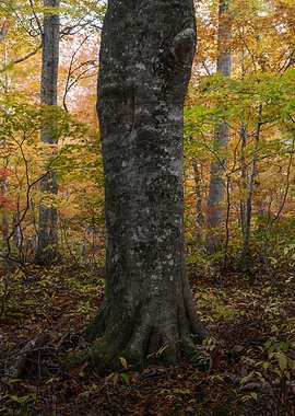 Autumn is in full swing